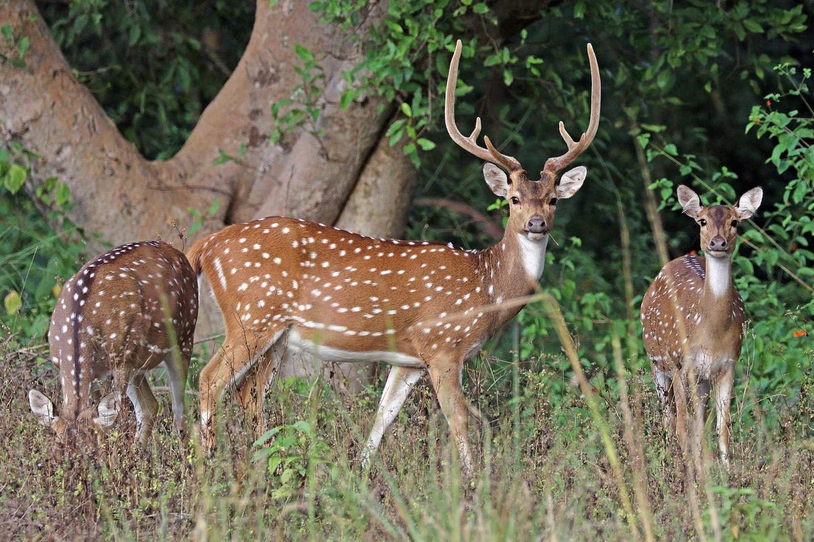 Лань фото животное где живет