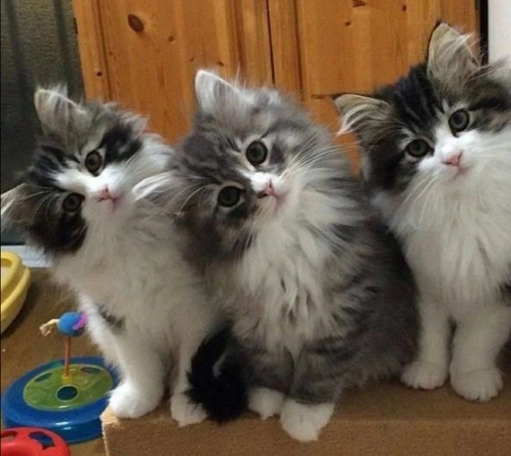 Смешные фотки 3 кота