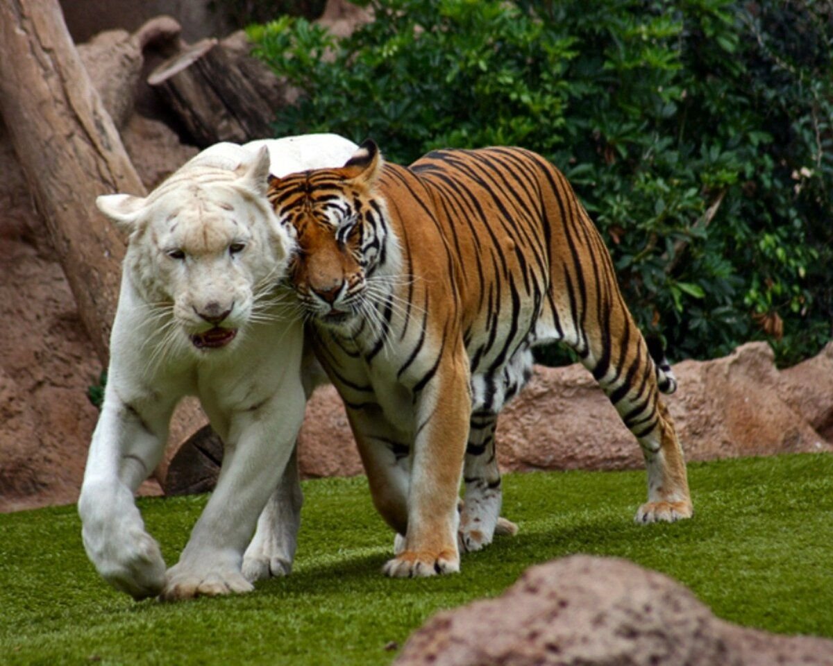Тигр альбинос