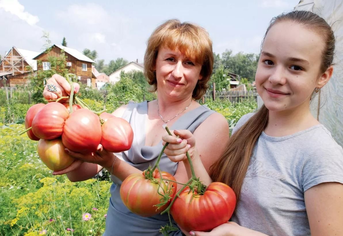 Вырастешь купишь. Огромный помидор. Большой урожай. Большие помидоры на даче. Гигантские помидоры в огороде.