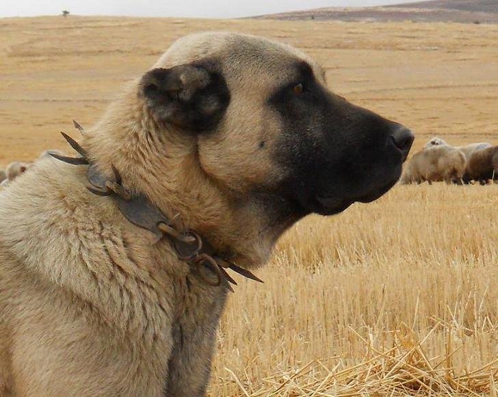 Фото кангала собаки турецкого