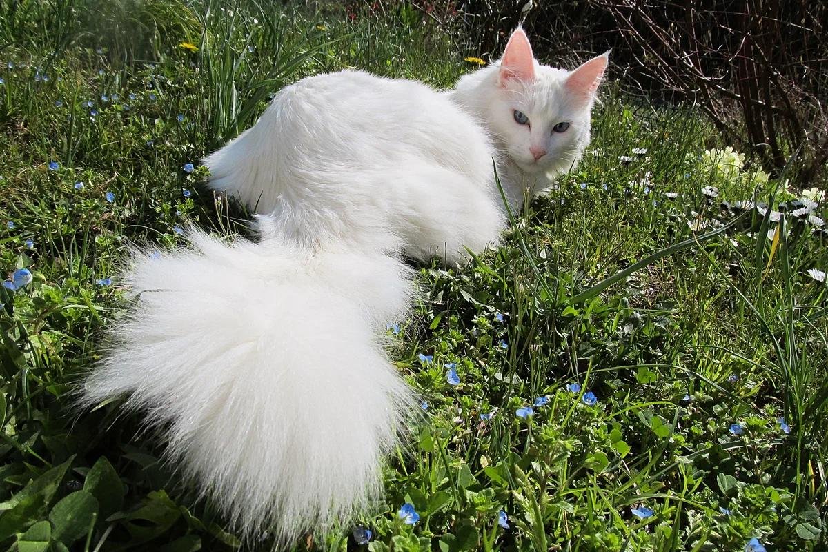белые кошки фото порода