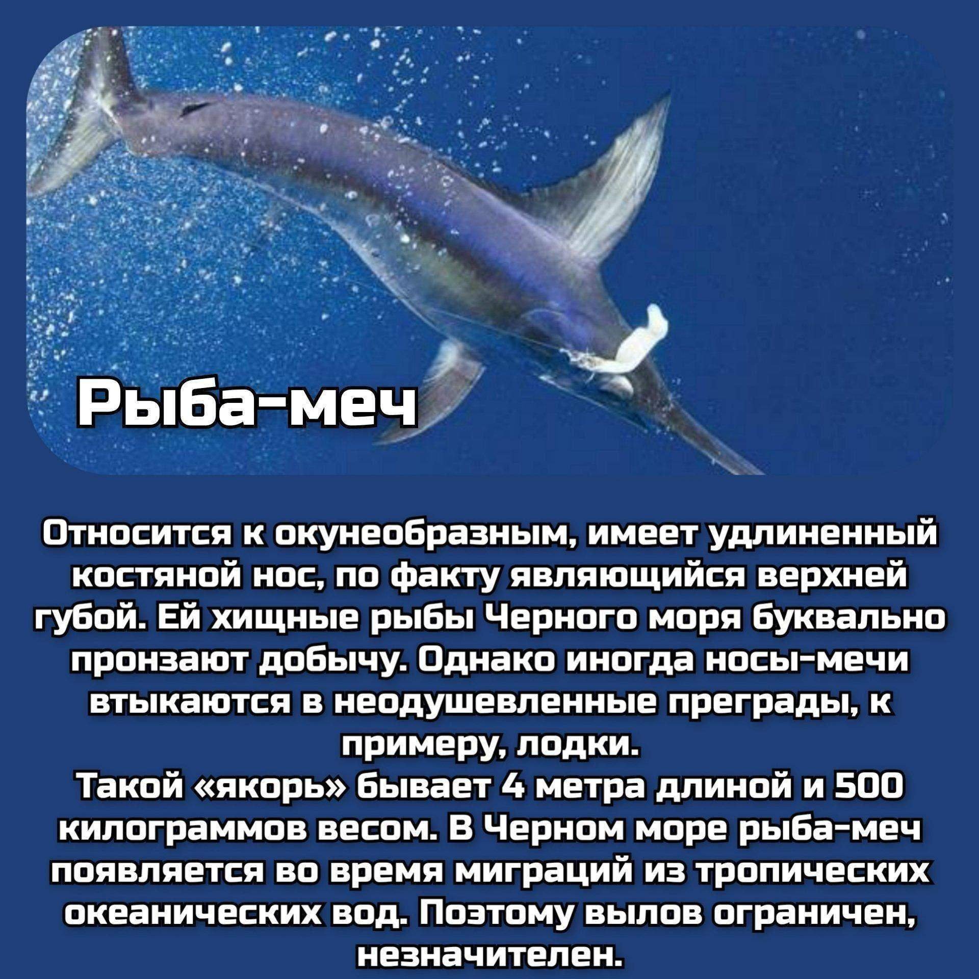 Ценная рыба 5 букв. Самая необыкновенная рыба написать сообщение. Страшные рыбы на дне чёрного моря. Балабан Черноморский рыба. Чукотское море ценные виды рыб.