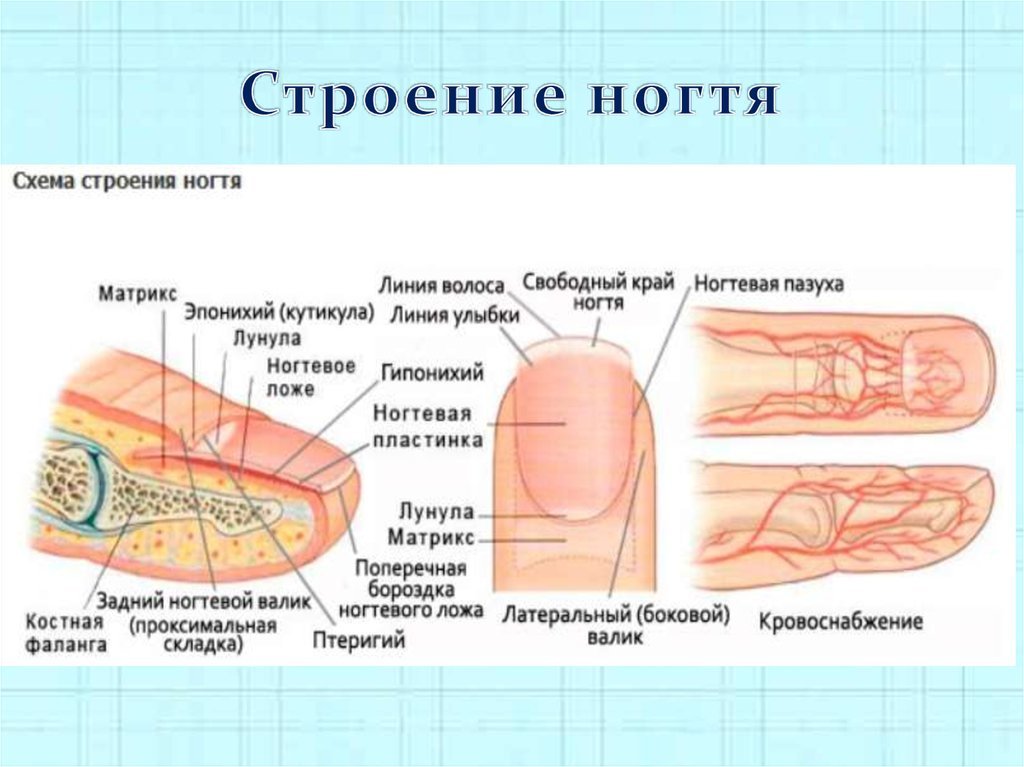 Схема ногтя ноги