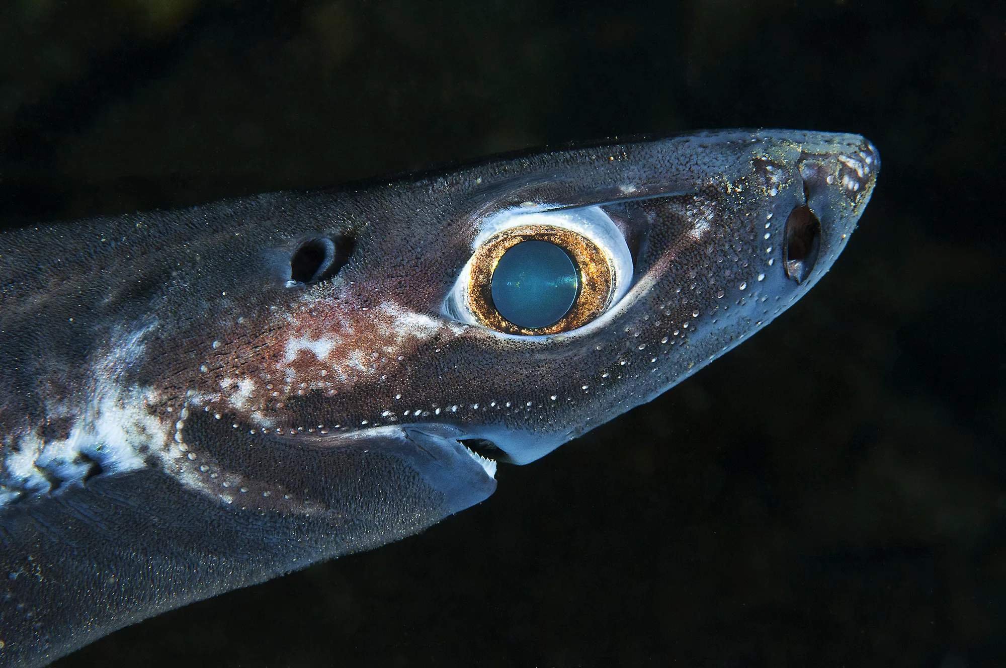 Карликовая акула вида Etmopterus perryi