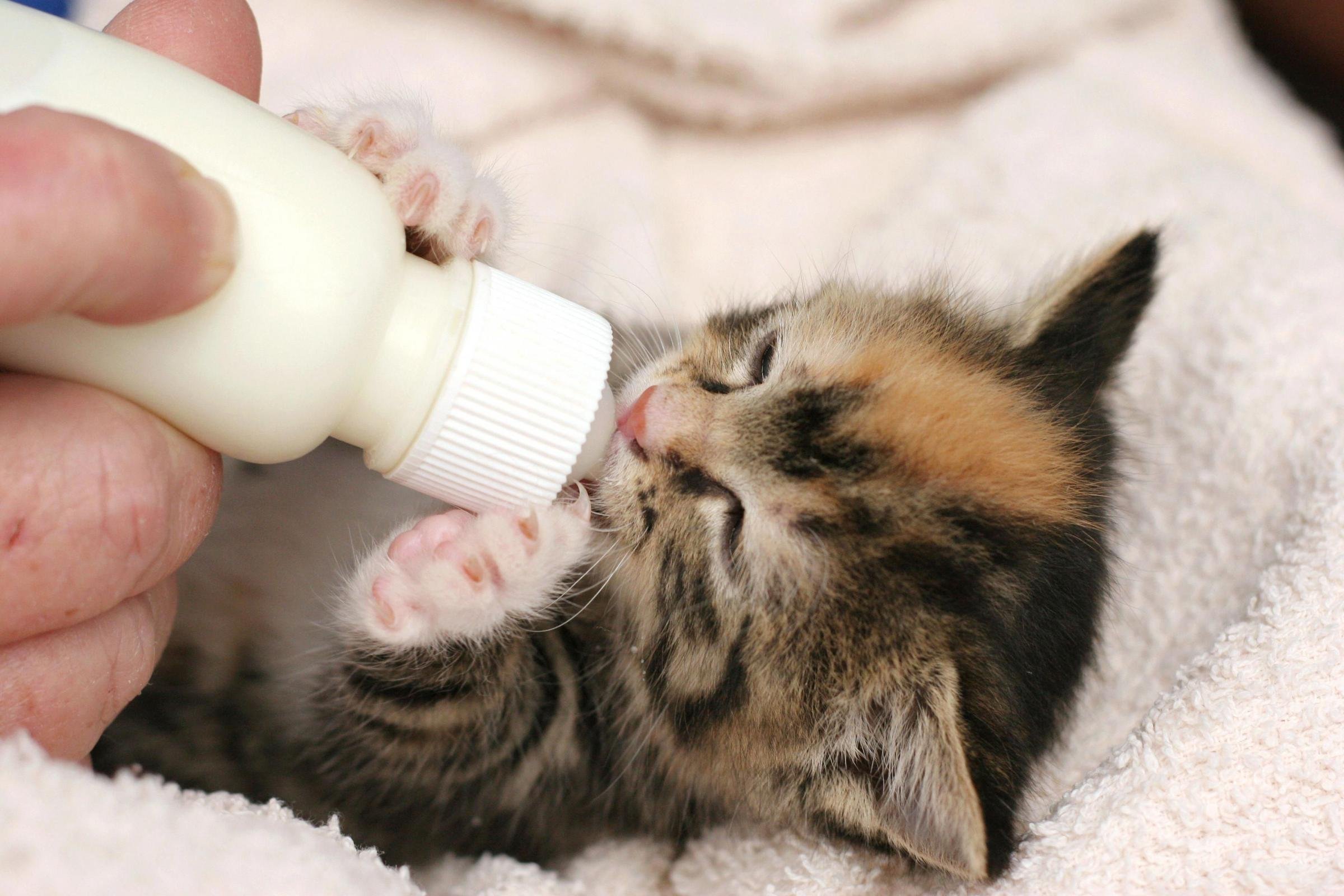 Со скольки кормят котят. Котенок пьет из бутылочки. Бутылочка для котят. Кормление котят. Бутылочки для кормления маленьких котят.