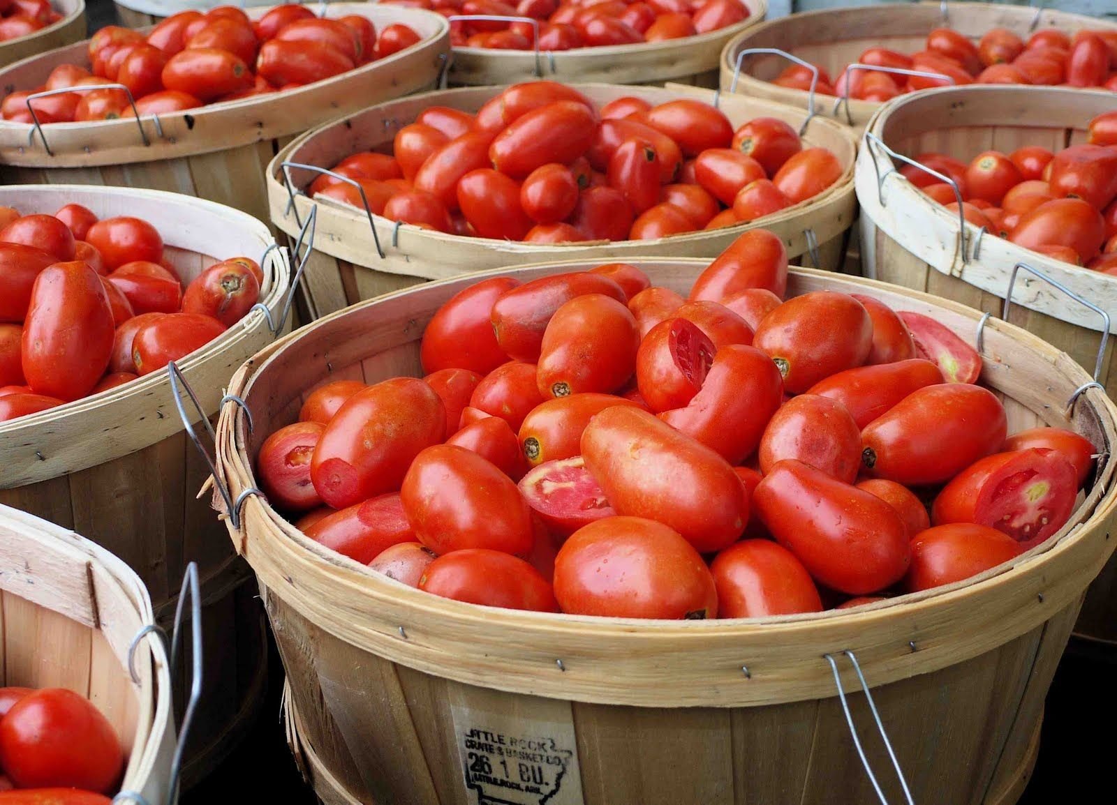 Много помидор. Урожай помидоров. Много помидоров. Большой урожай томатов. Огромный урожай томатов.