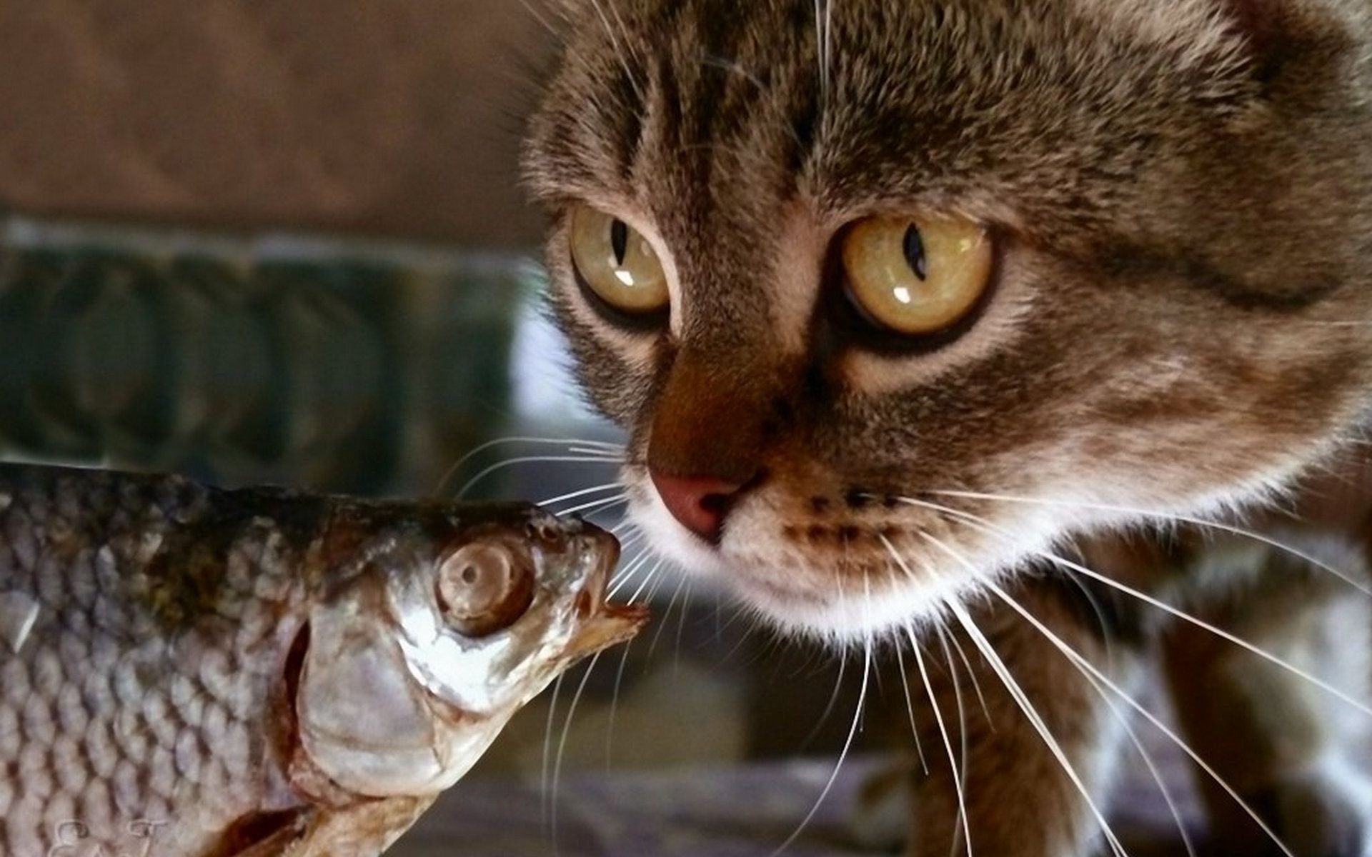 Кошки рыба красиво