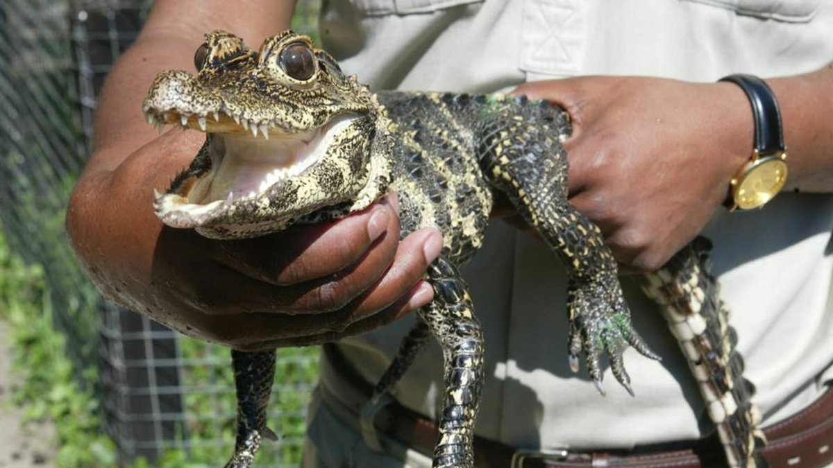 карликовый крокодил. крокодил кайман карликовый. тупорылый африканский крокодил. какой крокодил самый маленький. гребнистый крокодил домашний.