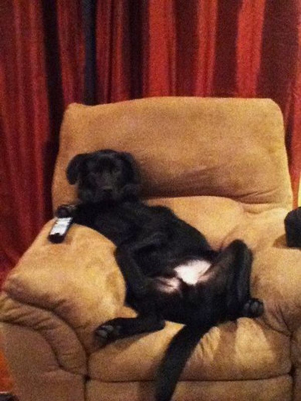 Без хозяев. Без хозяев. Дом для собаки. Без хозяев. Такса сгрызла диван.