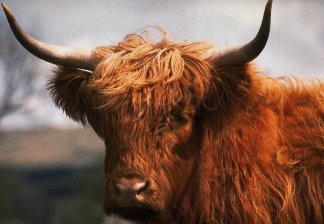 Як рисунок. Як як ситорам. Yak рисунок. Як як ситорам. Як рисунок.