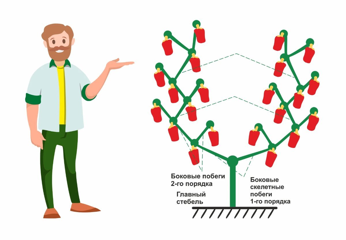 Схема формирования. Формирование перца в теплице. Схема формировать куст перца. Формирование куста перца в теплице схема. Перец формирование куста в теплице.