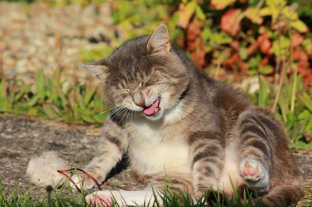 Картинка котик смеется