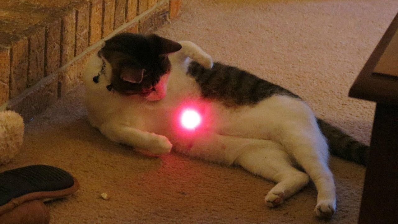 Кошка играет указкой. Кот и лазер. Лазерная указка для кота. Играющий кот с лазером. Котик играется с лазером.