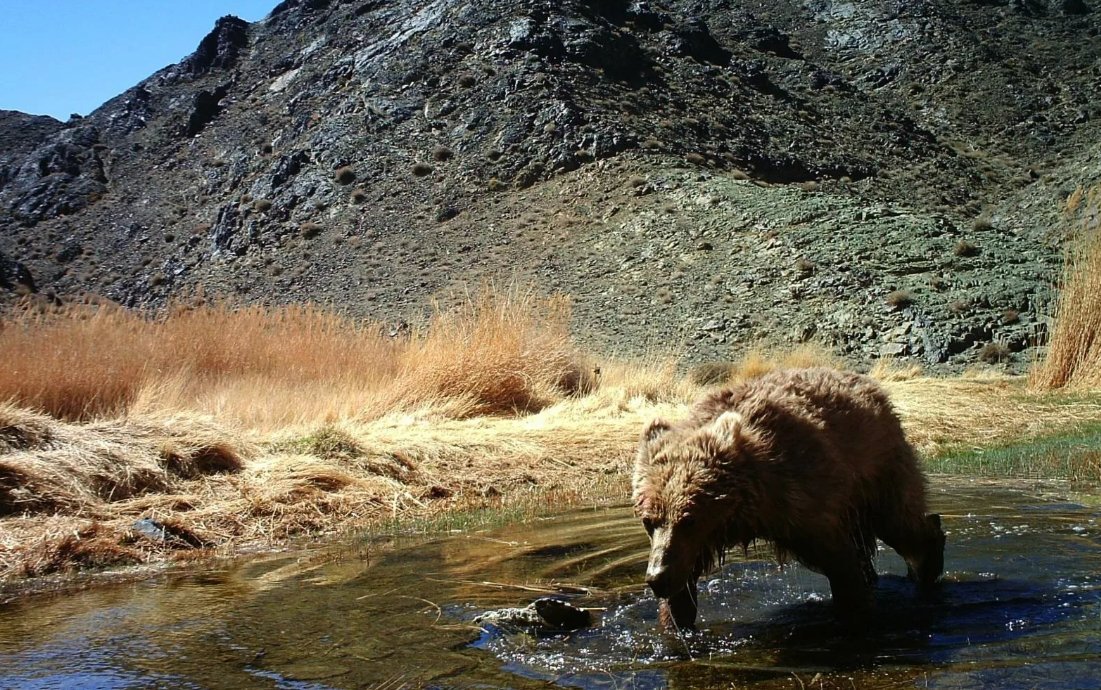 мазалай медведь гобийский. пустынный медведь. монгольский медведь гоби. гобийский бурый медведь. гобийский медведь монголии.