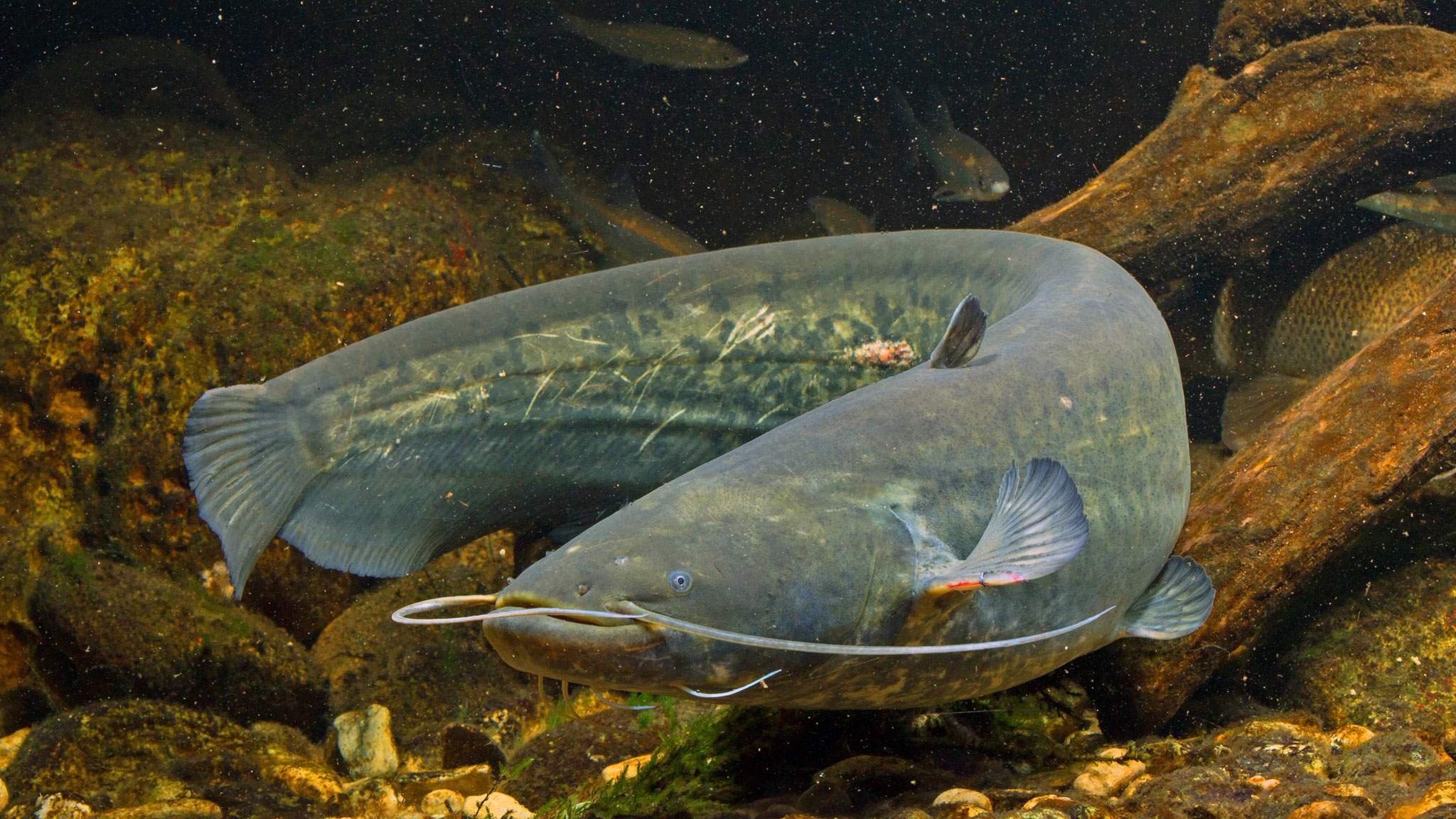 Картинка сом. Silurus GLANIS. Сомик Донской. Обыкновенный или Европейский сом (Silurus GLANIS)Linnaeus. Wels Catfish.