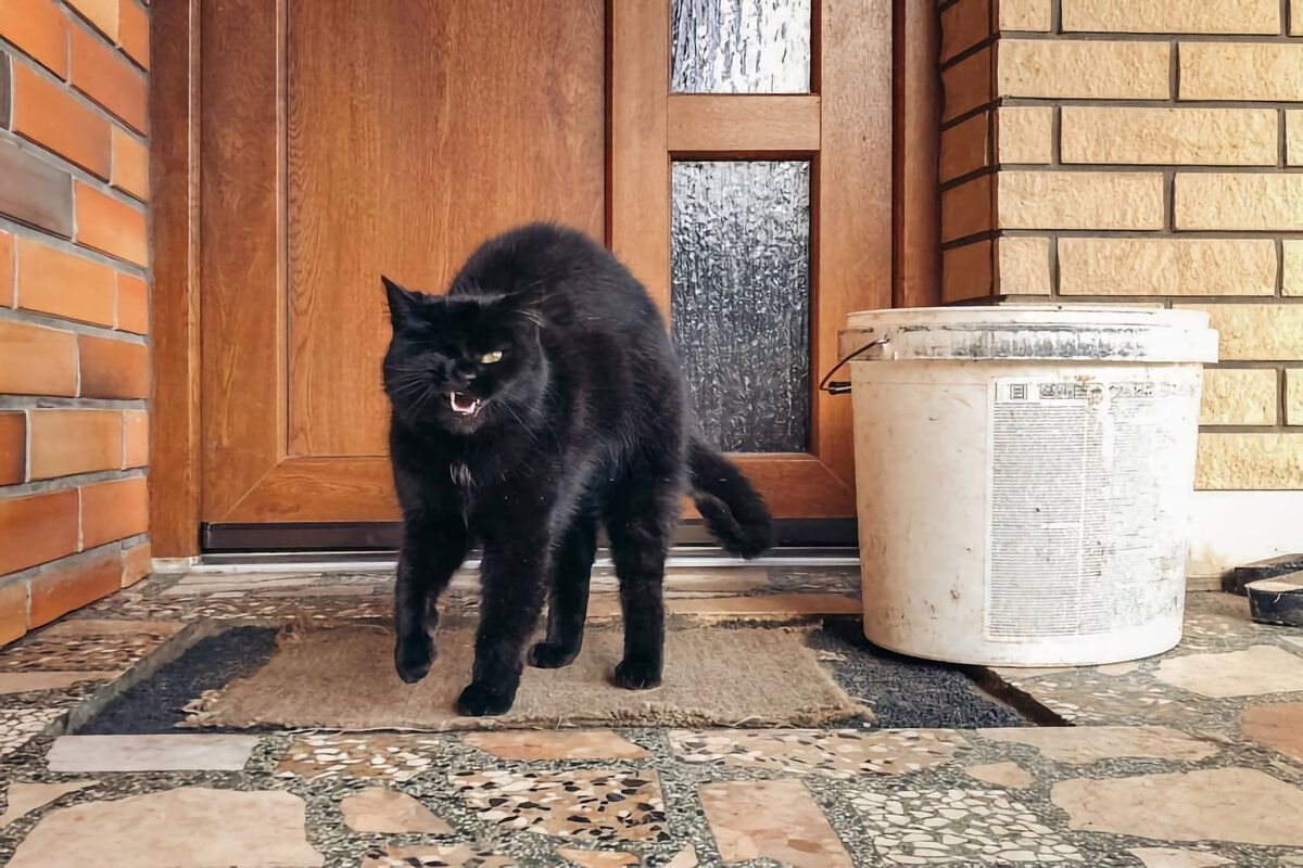 Котенок у двери. Коты метят входную дверь как отвадить в частном доме. Коты метят на входную дверь. Коты метят входную дверь в частном доме. Дверца для кошек.