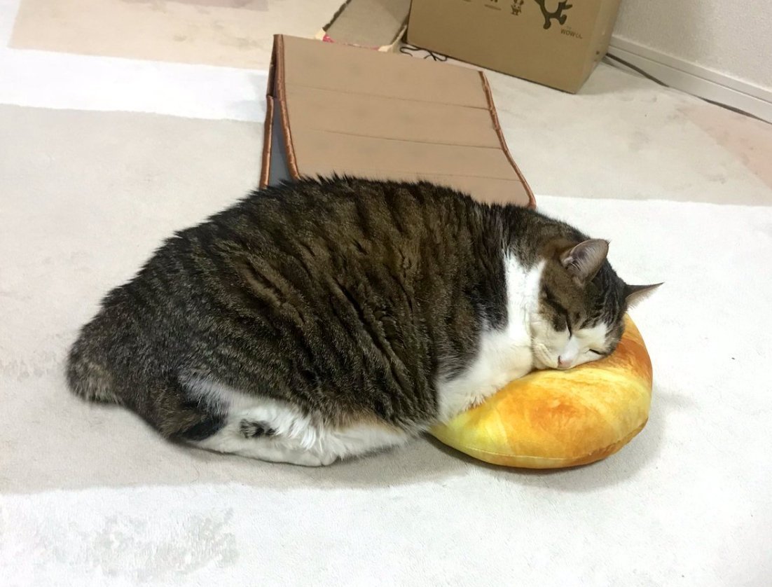 Толстый день добрый. Жирный кот. Толстый кот ест. Жирный кот ест. Обожравшийся кот.