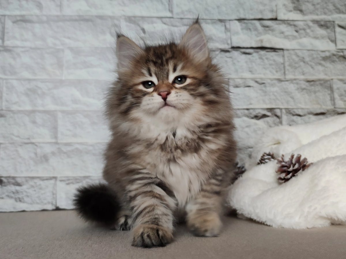 Сибирская кошка котята питомник