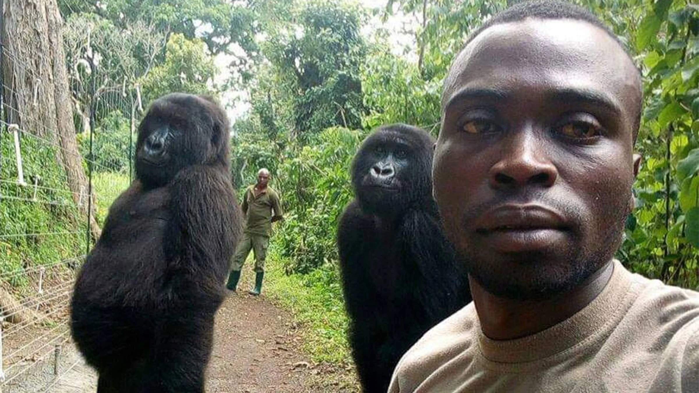Работники парка в Конго селфи с гориллами