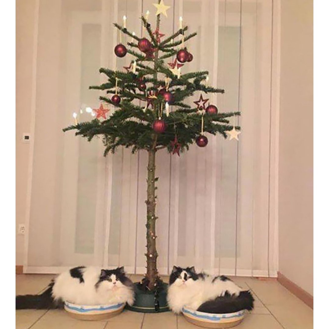 Кот и елка
