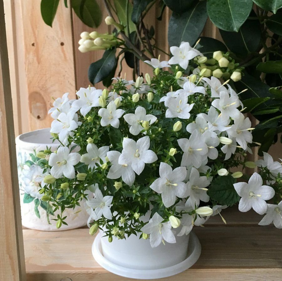 кампанула дублин блю
