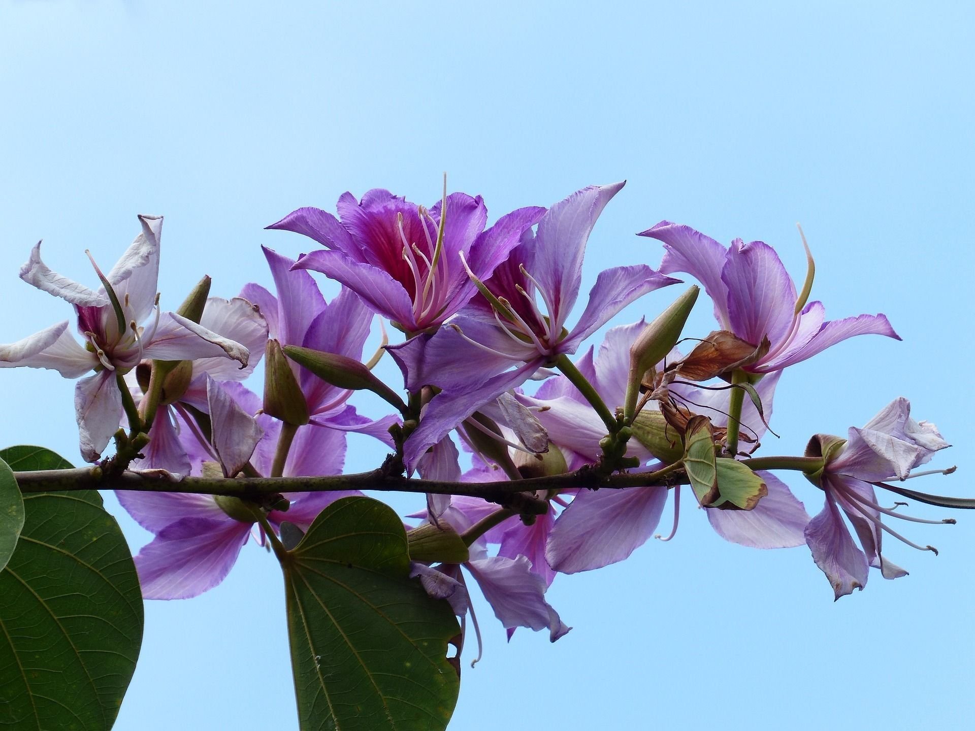 Bauhinia racemosa