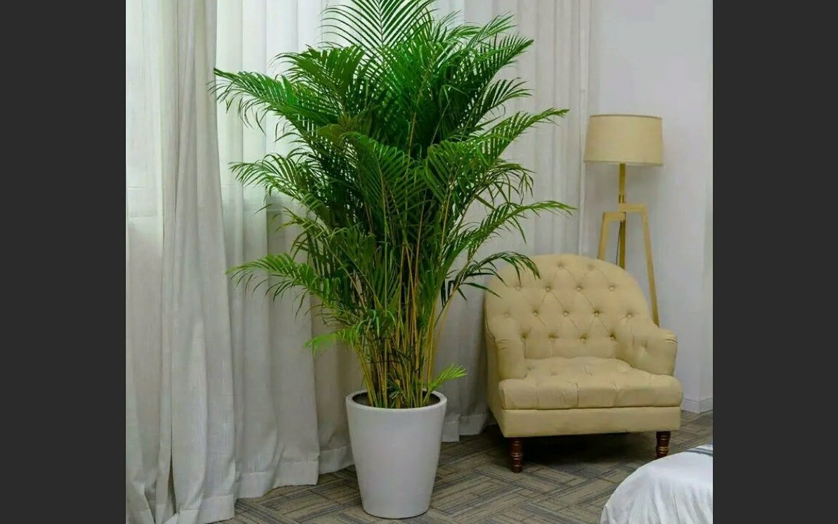 Цветок пальма в интерьере