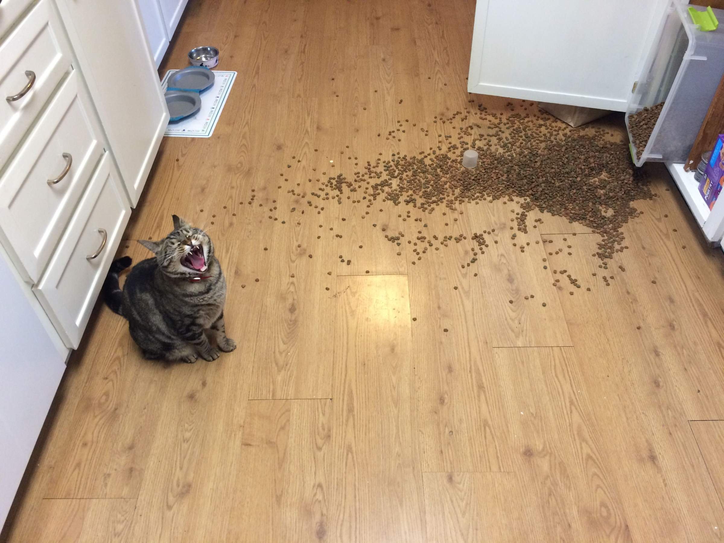 После обеда хозяин. Кошка нашкодила. Кот напакостил. Кот рассыпал корм. Смешной кот на полу.