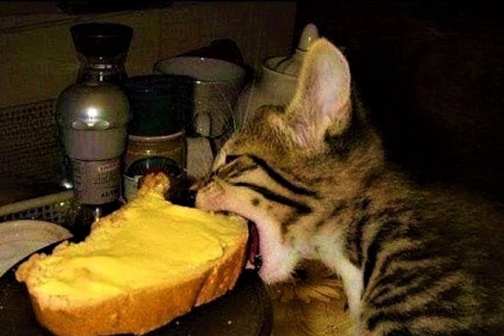 Ночью ем хлеб. Кот бутерброд. Котенок ест бутерброд. Кот ест сэндвич. Кот хлеб.