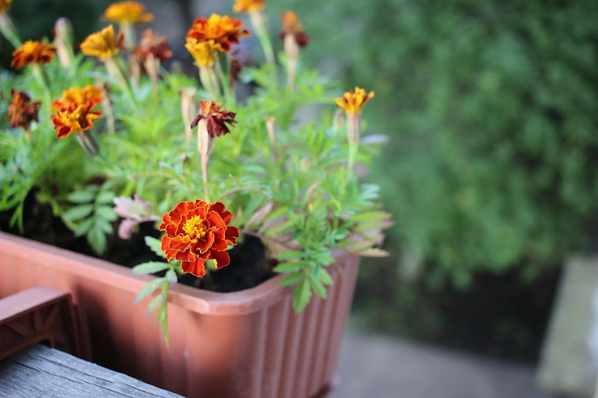 Бархатцы. Бархатцы сорт марвел. Бархатцы на рассаду. Рассада тагетеса семейство. Бархатцы прямостоячие альбатрос.