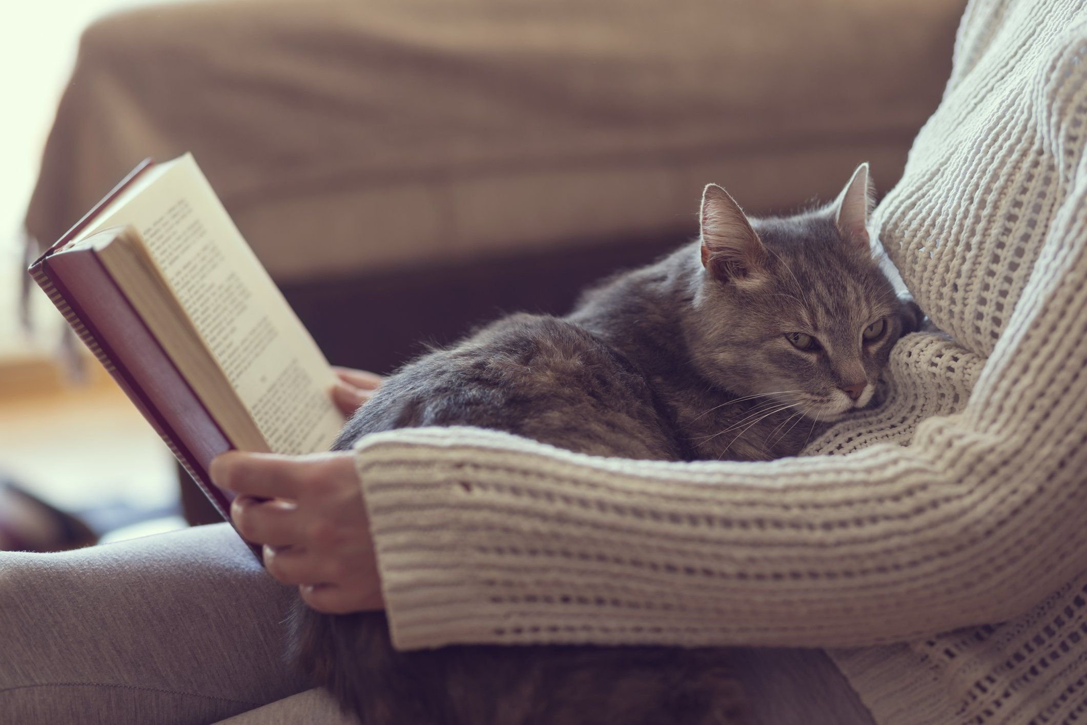 Кот сидит на книге рисунок