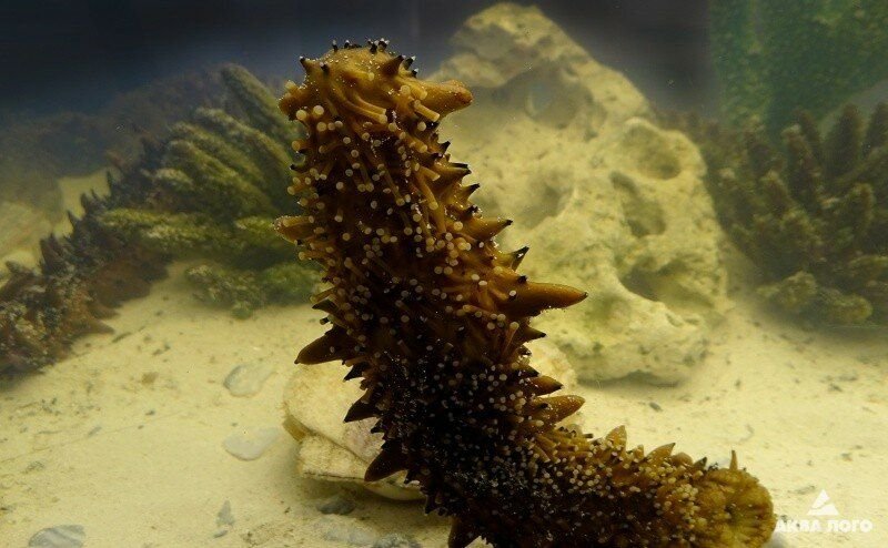 Дальневосточный морской огурец
