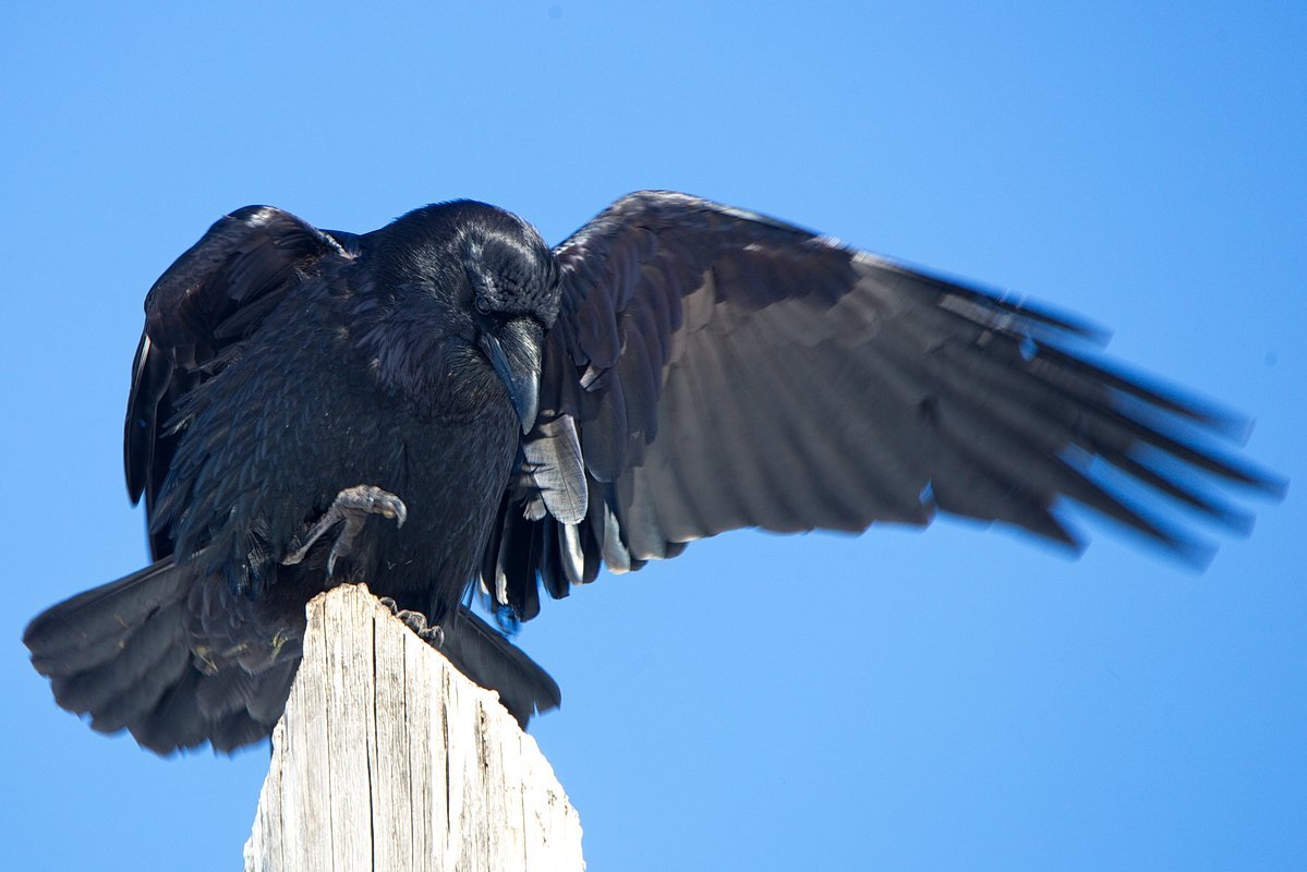 Ворон живет. Corvus Corax птица. Корвус Коракс ворон. Королевский ворон Коракс рекс. Corvus Corax Corax птицы.