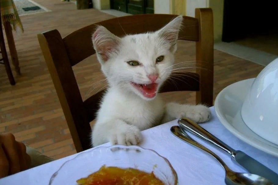 Поела и хочу есть. Котик хочет кушать. Голодный кот. Кот за столом. Кот обедает.