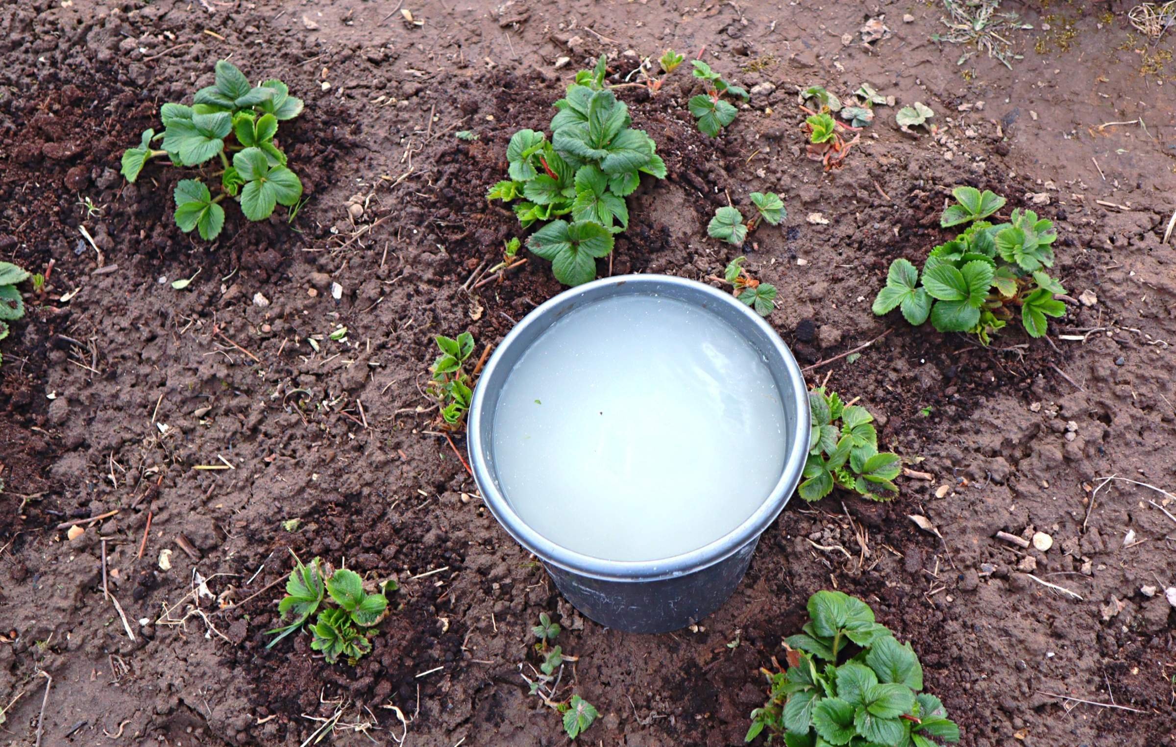 Подкормка клубники. Подкормка клубники после сбора урожая. Подкормить клубнику для хорошего урожая. Подкормить клубнику для хорошего урожая. Весенняя подкормка клубники весной.