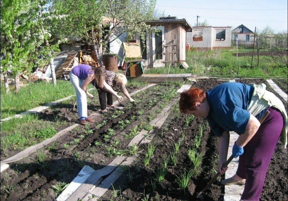 дачник карикатура. мужик в огороде. дачник решил построить. веселый дачник. дачник решил построить.