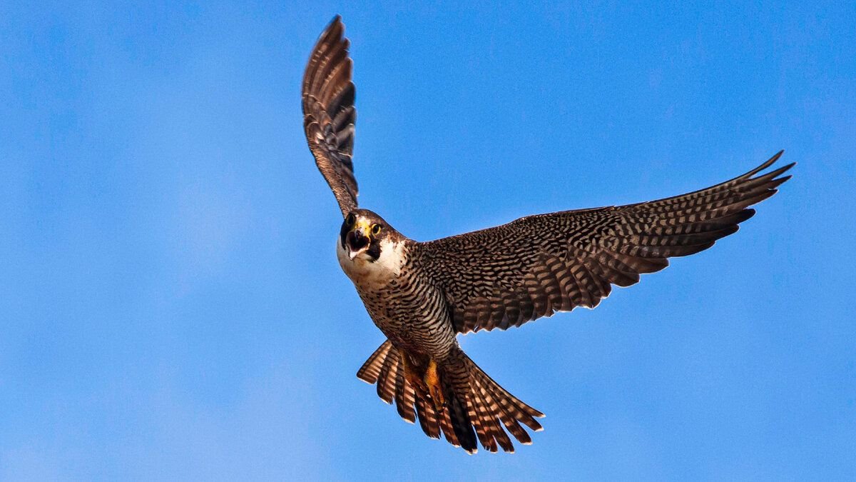 Gold Falcon Bird