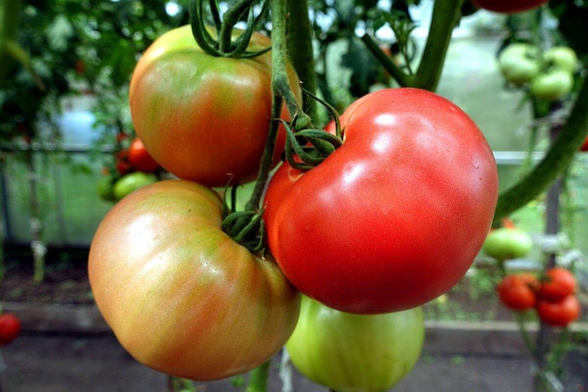 томаты в феврале