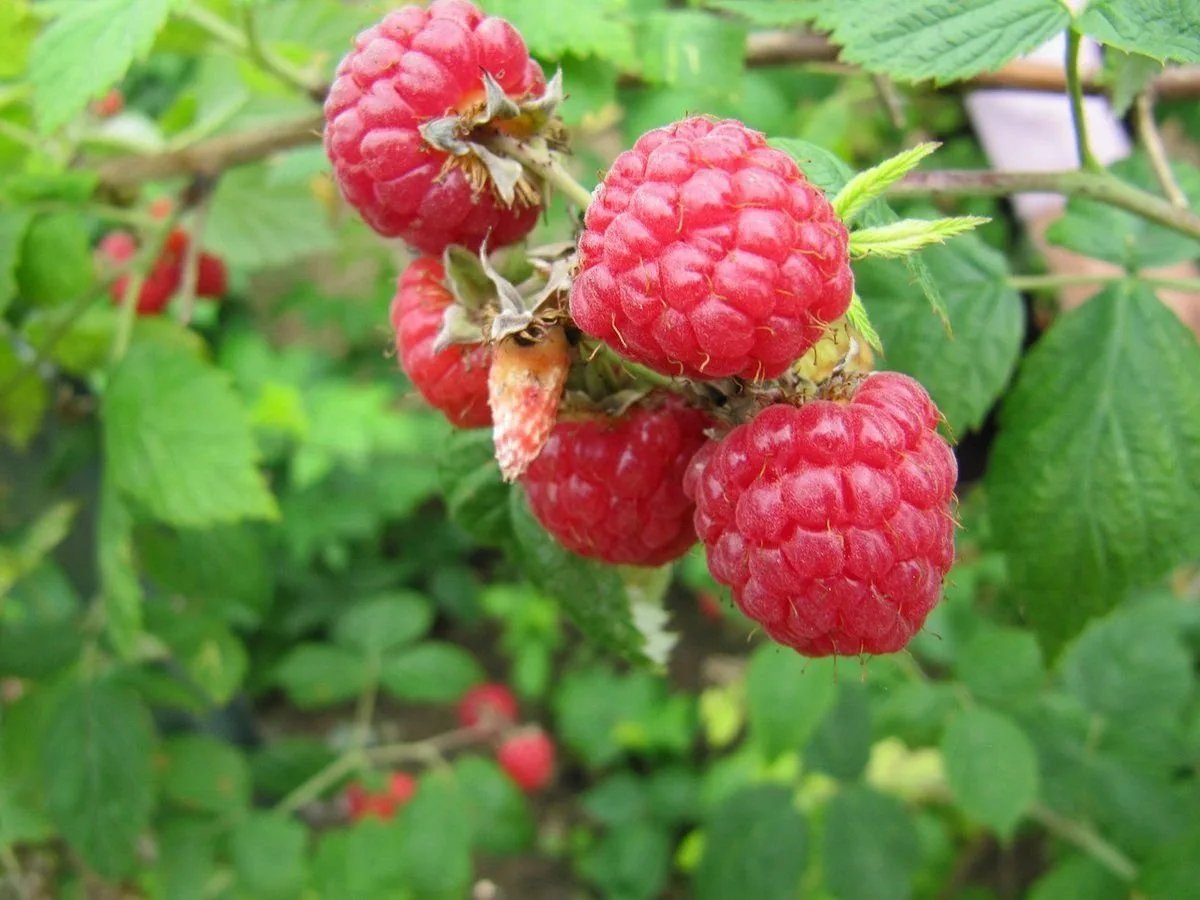 Фото малины. Малина Сахалинская. Малина Rubus idaeus. Малина Сахалинская куст. Малина Сахалинская Rubus sachalinensis лист.