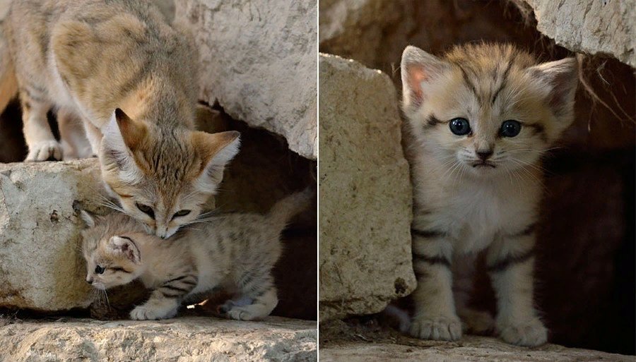 Как выглядит коты фото. Барханный кот котята. Барханный кот милые. Барханный кот Иордания. Коты маленькие и взрослые.