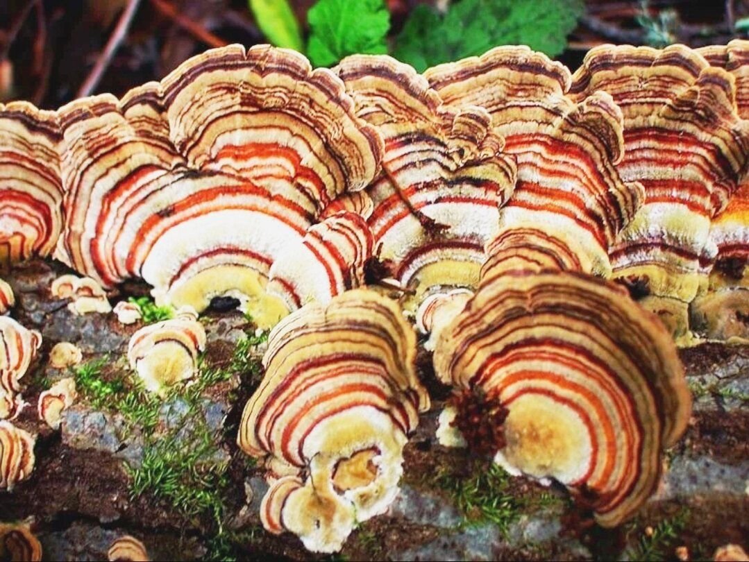 Trametes versicolor (Траметес разноцветный) гименофор