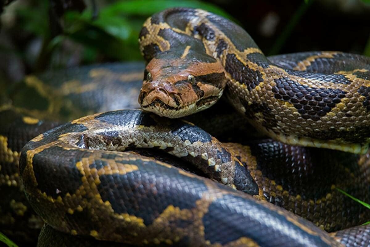 Удав фото змеи самой большой