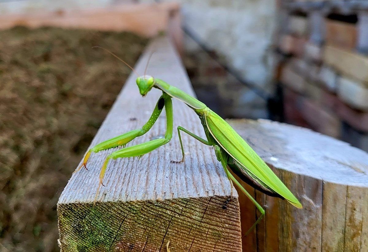 Qué significa encontrar una mantis religiosa en tu casa