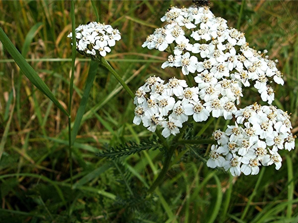 Трава тысячелистника обыкновенного. Тысячелистник обыкновенный (Achillea millefolium). Тысячелистник зонтичный Achillea umbellata. Тысячелистник обыкновенный (Achilléa millefólium). Тысячелистник обыкновенный (millefolii herba).