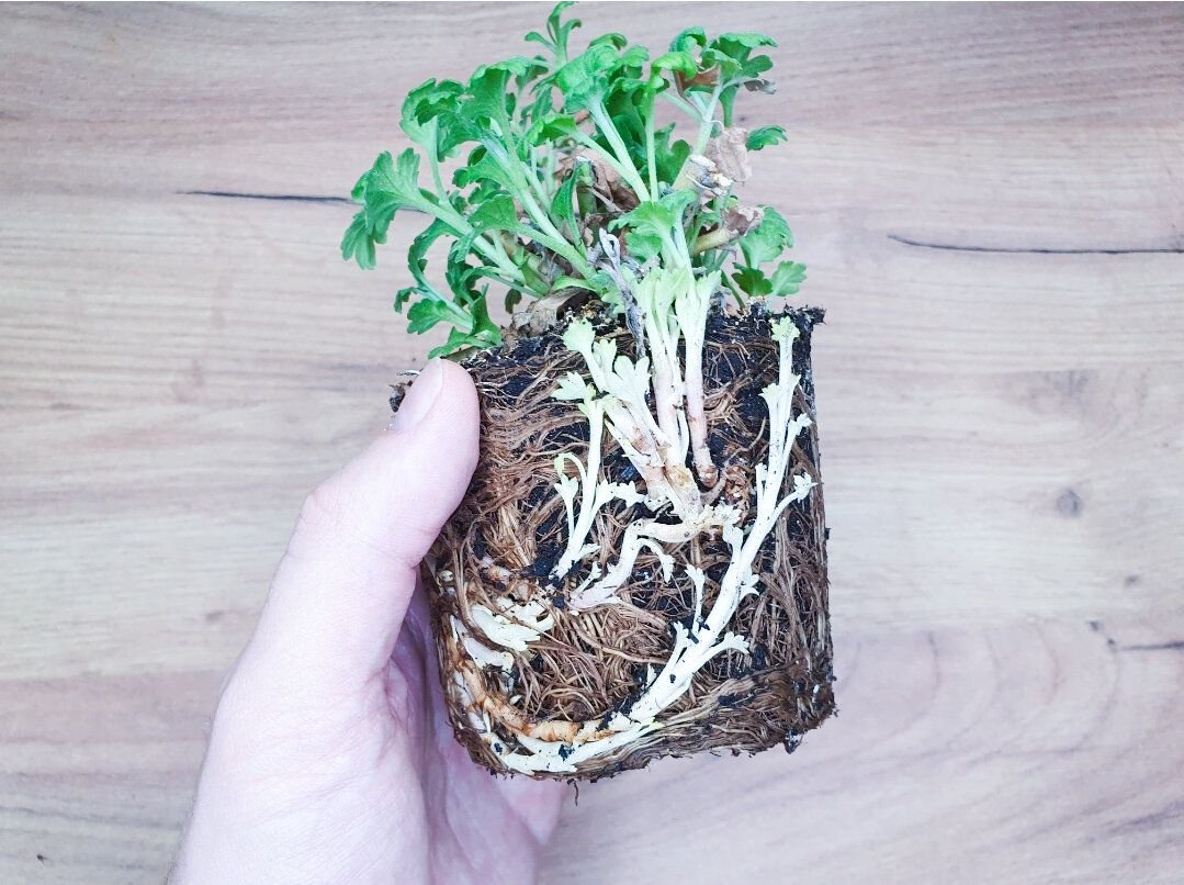 Как пересадить хризантему купленную. Как пересадить хризантему купленную. Хризантема мелкоцветковая комнатная. Почва для хризантем в горшке. Хризантема мелкоцветковая комнатная.