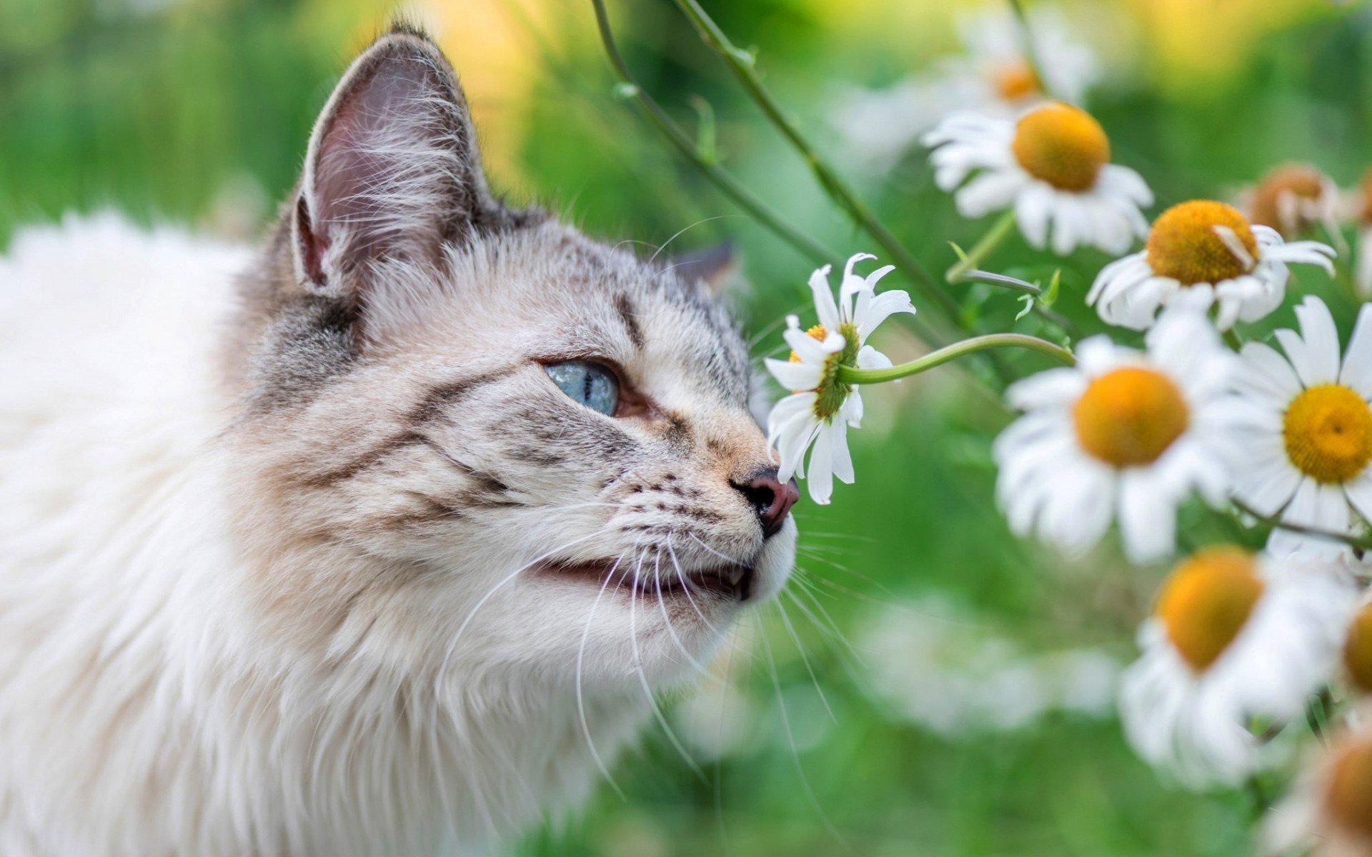 котенок летом картинки