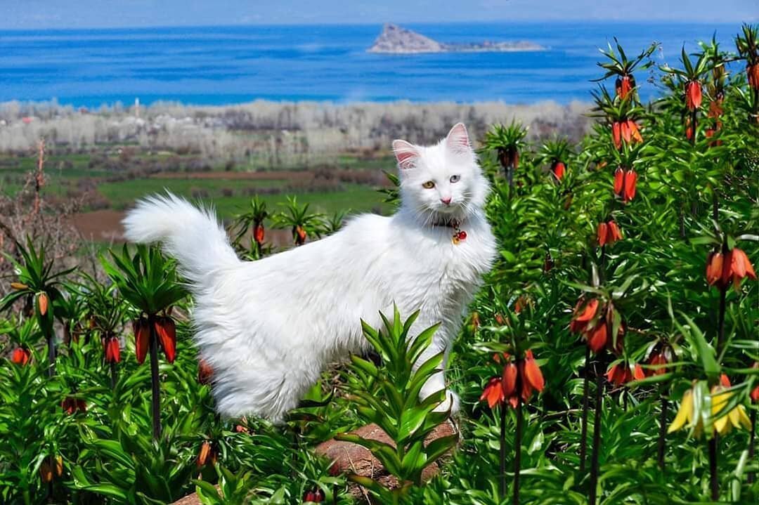 Кошка ван. Турецкий Ван кедиси. Ван город Турция коты. Ванская кошка армянская. Ван кедиси фото.