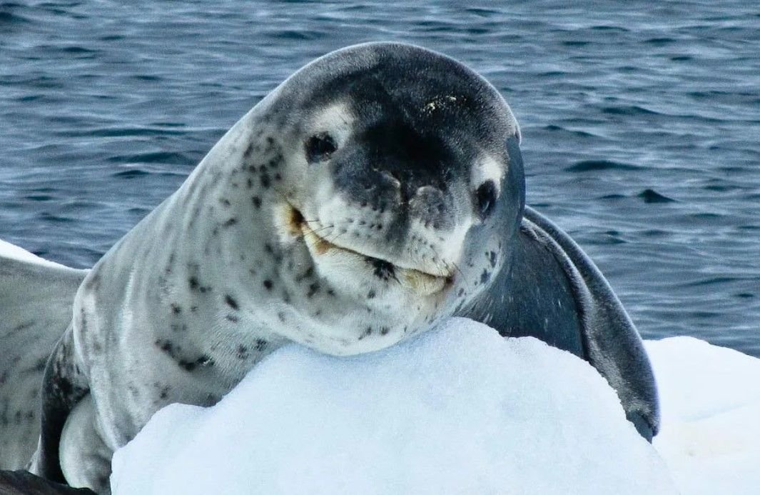 Сравните образ жизни тюленя и кита. Ластоногие морской леопард. Морской леопард в Антарктиде. Тюлень-крабоед. Морской леопард и тюлень.