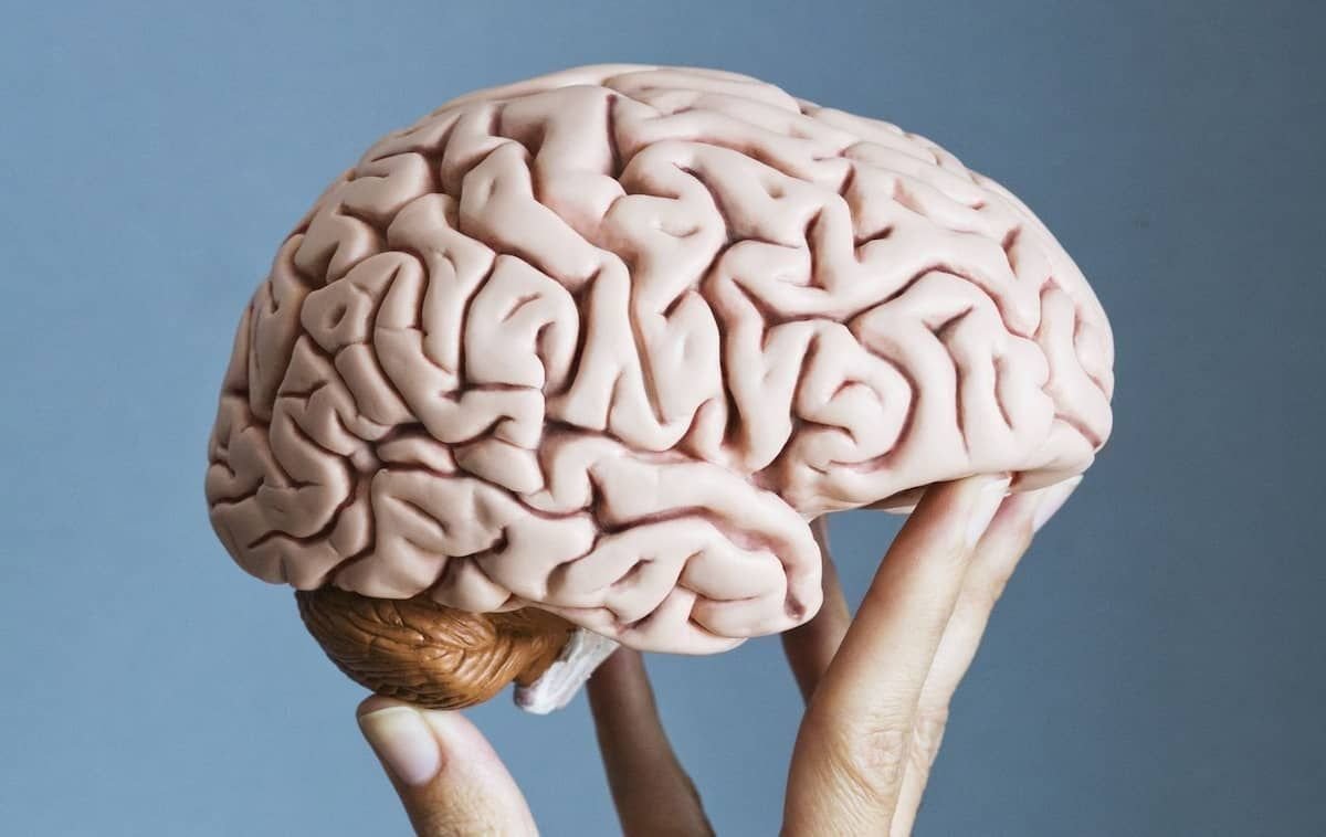 Человеческий мозг. Искусственный мозг человека. Половина человеческого мозга.